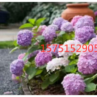 哪里有八仙花 低价供应