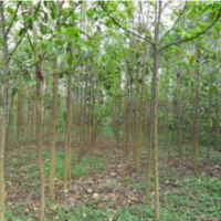 哪里有重阳木 低价供应重阳木 2019重阳木价格