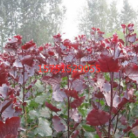 红叶杨哪里有 ？ 红叶杨低价供应