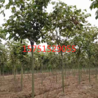 青桐树哪里有货源？ 江苏青桐树低价供应