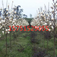 二乔玉兰供应 二乔玉兰批发 哪里有二乔玉兰货源？