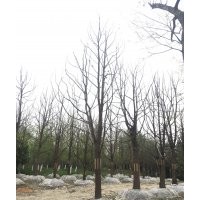 优质独杆香樟价格批发 公司直销独杆香樟