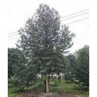 最新乐昌含笑报价 乐昌含笑苗木种植基地