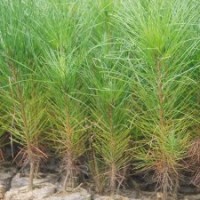 一年生湿地松容器苗批发供应，高度20-40公分-湖北华青农业