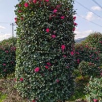 国产云片造型茶梅哪里有