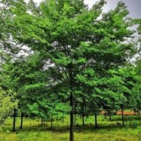 红榉树胸径20-60公分北京大苗圃基地购树木市排价