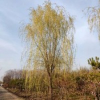 金丝垂柳胸径10-20公分北京大苗圃基地购树木市排价