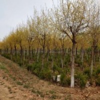 金叶榆胸径10-15公分北京大苗圃基地购树木市排价