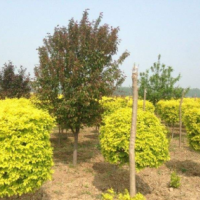 造型金叶榆高2-3米北京大苗圃基地购树木市排价