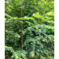 地径4～6公分的红豆杉，80万株，价格非常便宜，买到就是赚到！