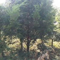 米径8～12公分的红豆杉，10万株，树形漂亮，价格非常便宜！