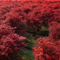 独杆三季红红枫地径6-13公分北京大苗圃基地购树木市排价