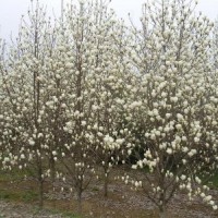 白玉兰规格 白玉兰价格 哪里有白玉兰 ？ 白玉兰供应