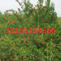 江苏沭阳苗圃花石榴树低价批发 花石榴树价格
