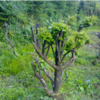 江苏高山黄杨大量供应 苗圃直销