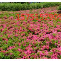 哪里有毛鹃 低价供应