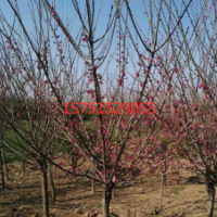 红梅树哪里有？ 江苏大量供应红梅树