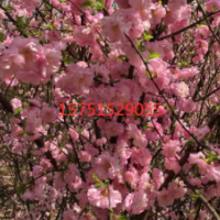 哪里有榆叶梅 低价供应
