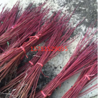 江苏哪里有红瑞木 低价供应 20149红瑞木价格