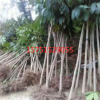 七叶树哪里有？江苏荣庆七叶树 低价供应