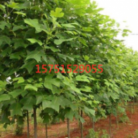 哪里有马褂木货源 ？ 低价供应马褂木 批发