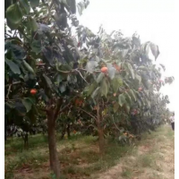 柿子树供应 2019哪里有柿子树供应
