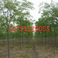 2019榉树哪里有货源？榉树规格