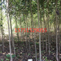 哪里有女贞低价批发 2019女贞价格