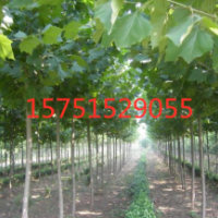 法国梧桐供应 2019价格 哪里有法国梧桐货源