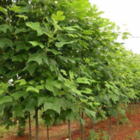 哪里有马褂木货源？ 供应马褂木