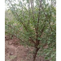 供10公分红梅12公分红梅15公分红梅公分红梅20公分