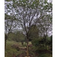 协灿苗木供应染井吉野樱3-28公分批量