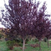 自家紫叶李出售紫叶李供应紫叶李批发