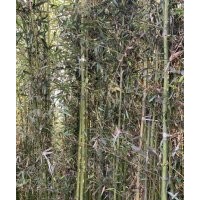 早园竹高2-4.5米北京大苗圃基地购树木市排价