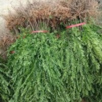 地径2～3公分的红豆杉100万株，价格非常便宜