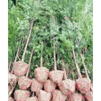 地径2～3公分的红豆杉100万株，价格非常便宜