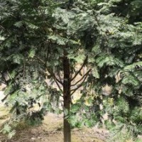 米径7～20公分的红豆杉假植苗和静精品盆景假植苗