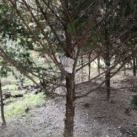 米径7～20公分的红豆杉假植苗和静精品盆景假植苗