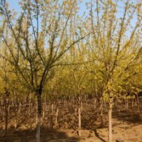 金叶复叶槭胸径8-15公分北京大苗圃基地购树木市排价