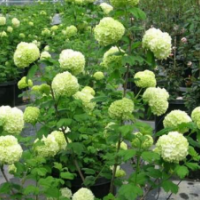 江苏大量供应木绣球 苗圃直销