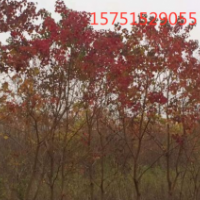 乌桕树规格 ？ 哪里有乌桕树 价格公道