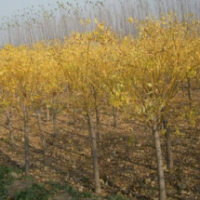 2019哪里有金叶槐 ？ 江苏哪里有金叶槐便宜货源