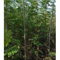 2019哪里有燕子树货源？ 哪里燕子树便宜