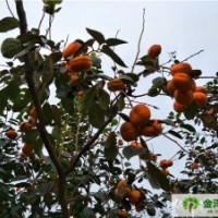 供应柿子树