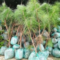 一米五湿地松杯苗供应，三年生湿地松价格-湖北华青农业