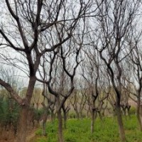栾树胸径10-30公分北京大苗圃基地购树木市排价
