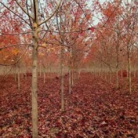 美国红枫胸径5-20公分北京大苗圃基地购树木市排价