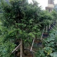 米径7～20公分的红豆杉假植苗和静精品盆景假植苗