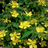 江苏大量供应金丝梅 金丝梅苗圃直销