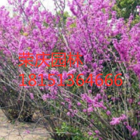 江苏丛生紫荆价格 丛生紫荆低价批发